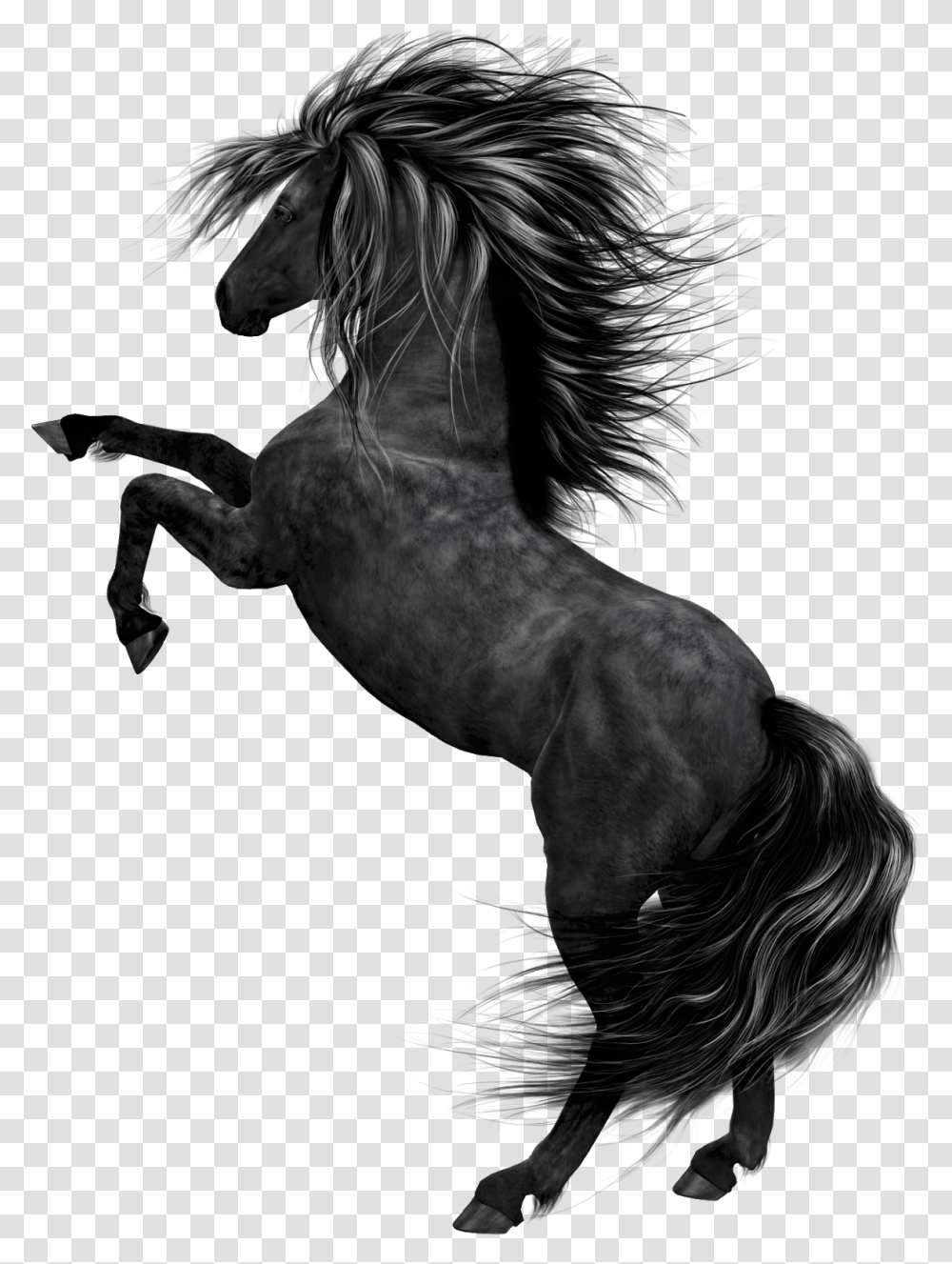 Black Horse Hd, Mammal, Animal, Andalusian Horse, Dog Transparent Png