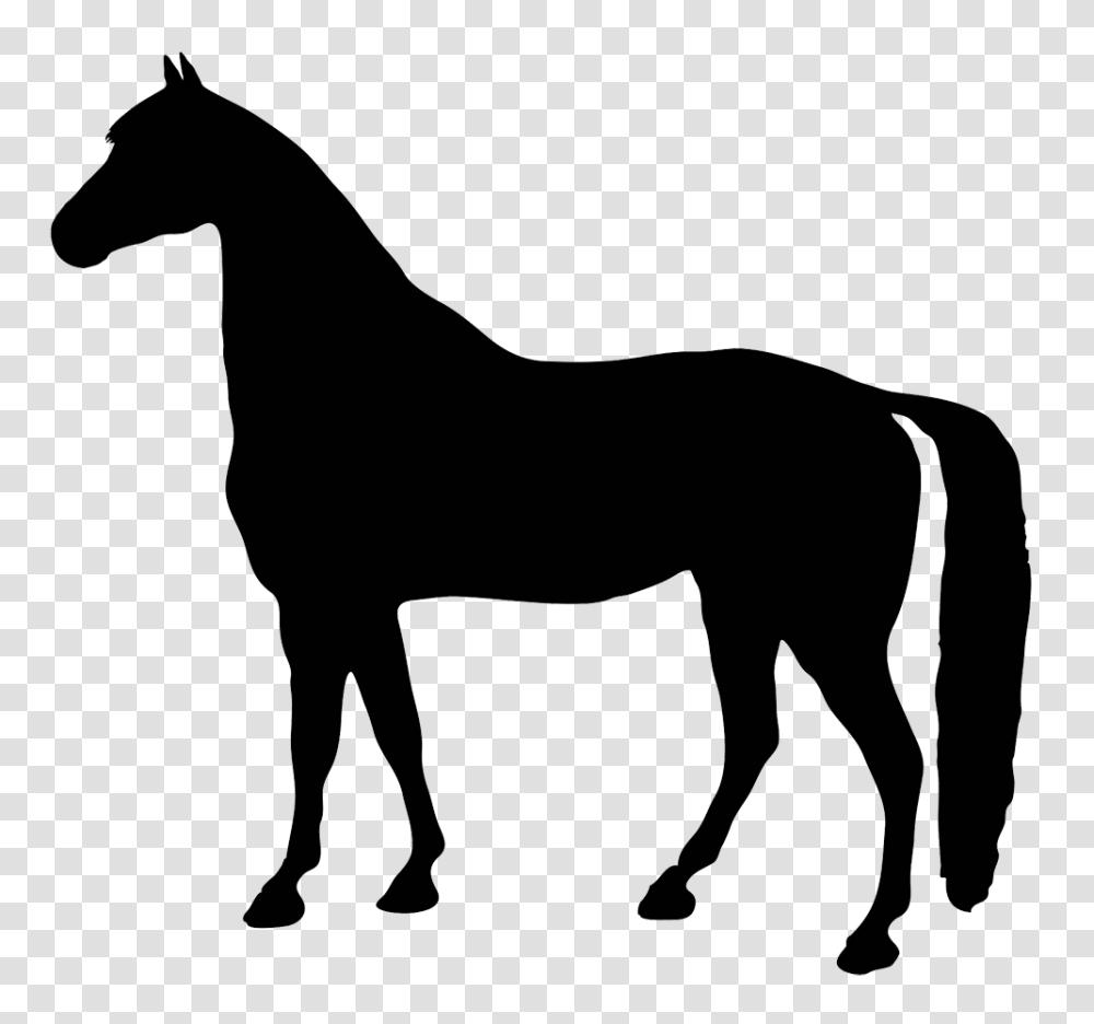 Black Horse, Mammal, Animal, Colt Horse, Foal Transparent Png