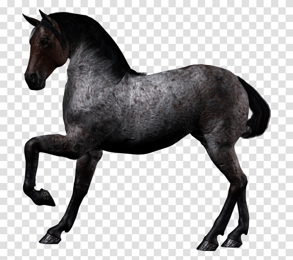 Black Horse, Mammal, Animal, Stallion, Colt Horse Transparent Png
