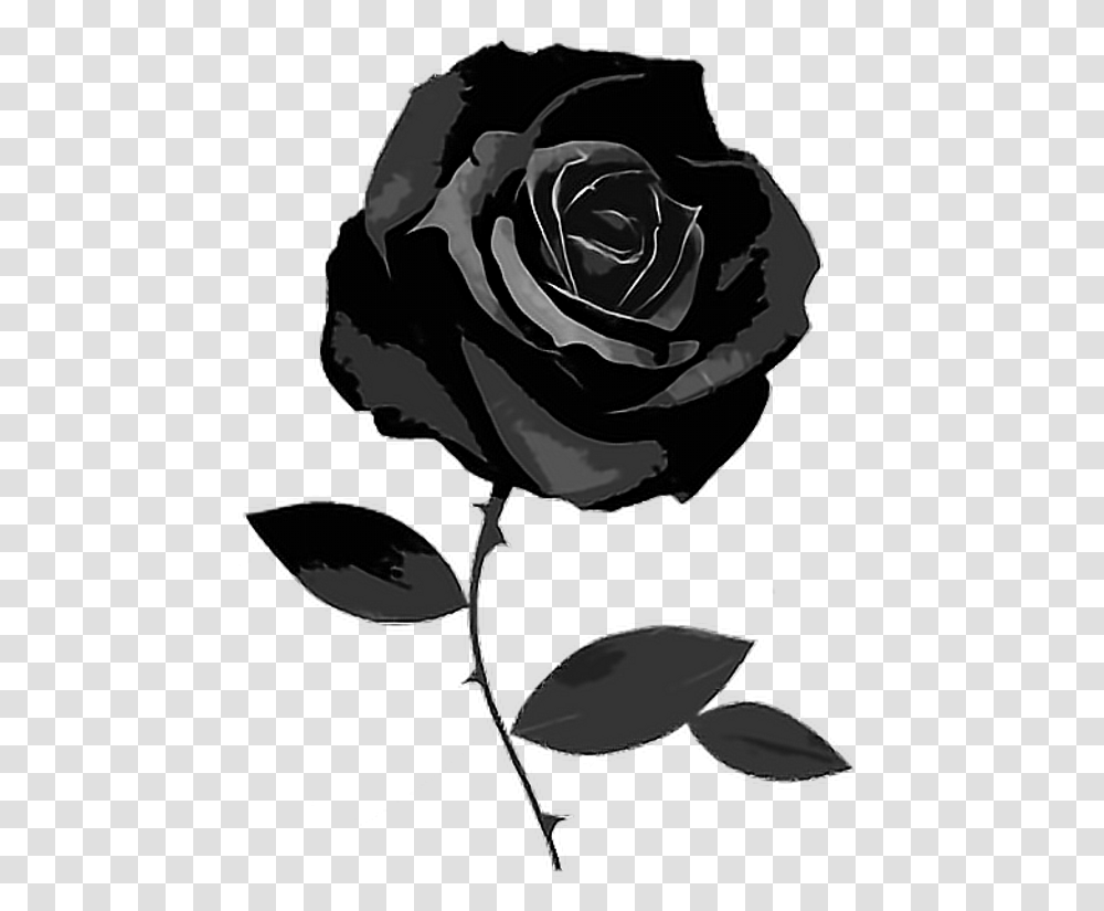 Black Instagram Theme Dividers Black Rose Background, Flower, Plant, Blossom, Petal Transparent Png