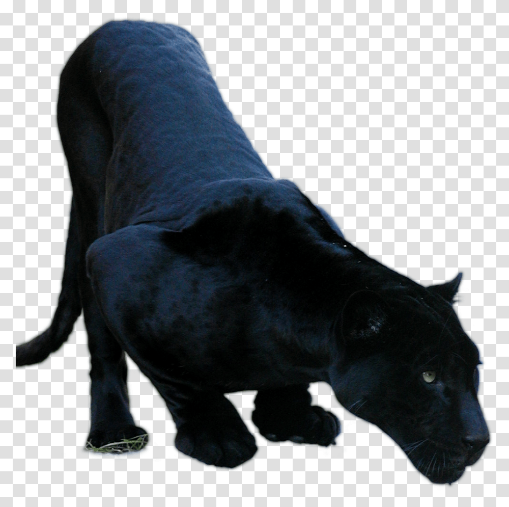 Black Jaguar 2 Image Black Jaguar Animal, Panther, Wildlife, Mammal, Leopard Transparent Png