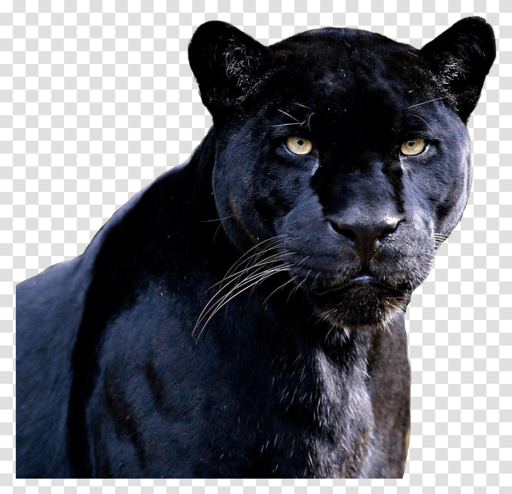 Black Jaguar Animal Image With No Black Panther Pictures Animal, Wildlife, Mammal, Leopard, Cat Transparent Png