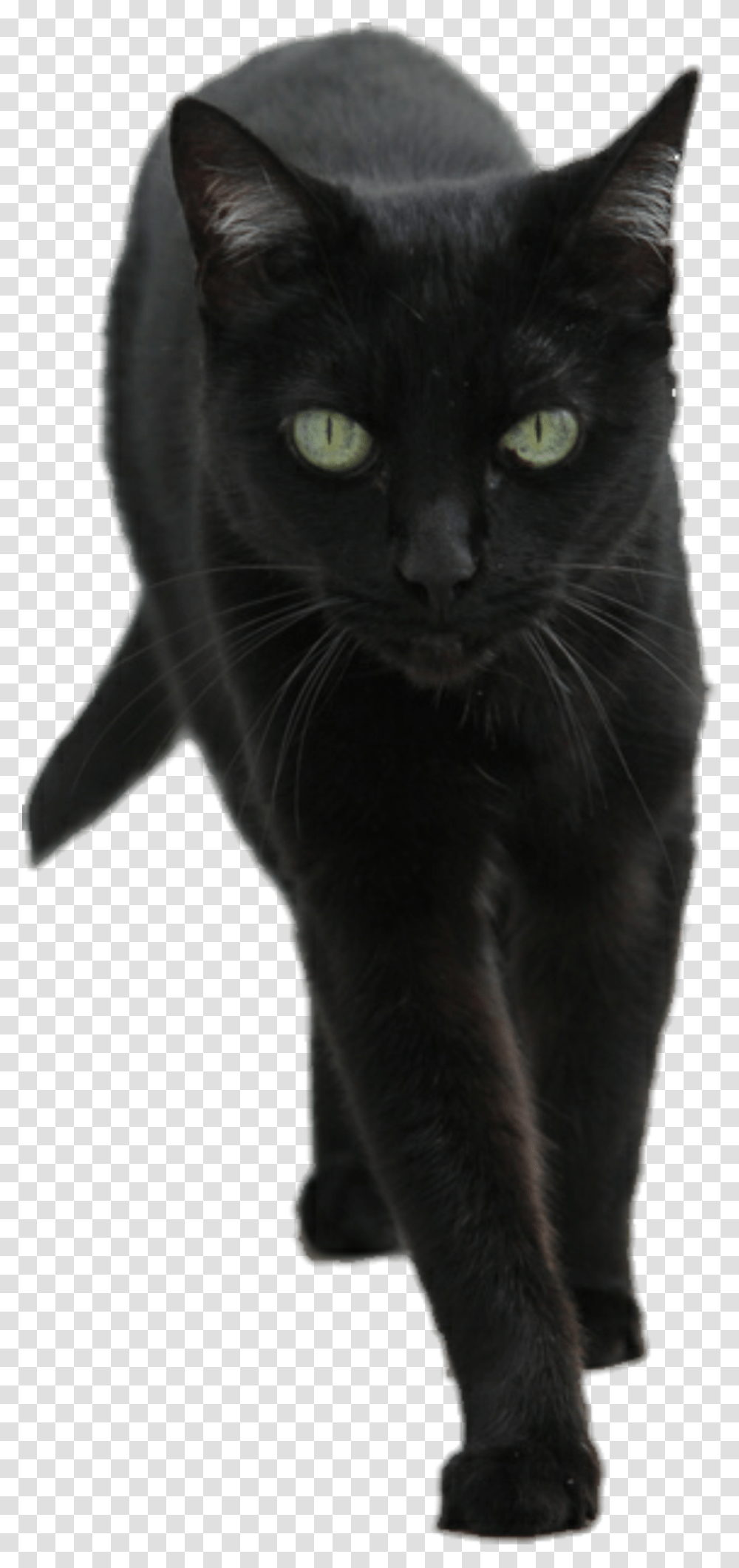 Black Kitten, Black Cat, Pet, Mammal, Animal Transparent Png