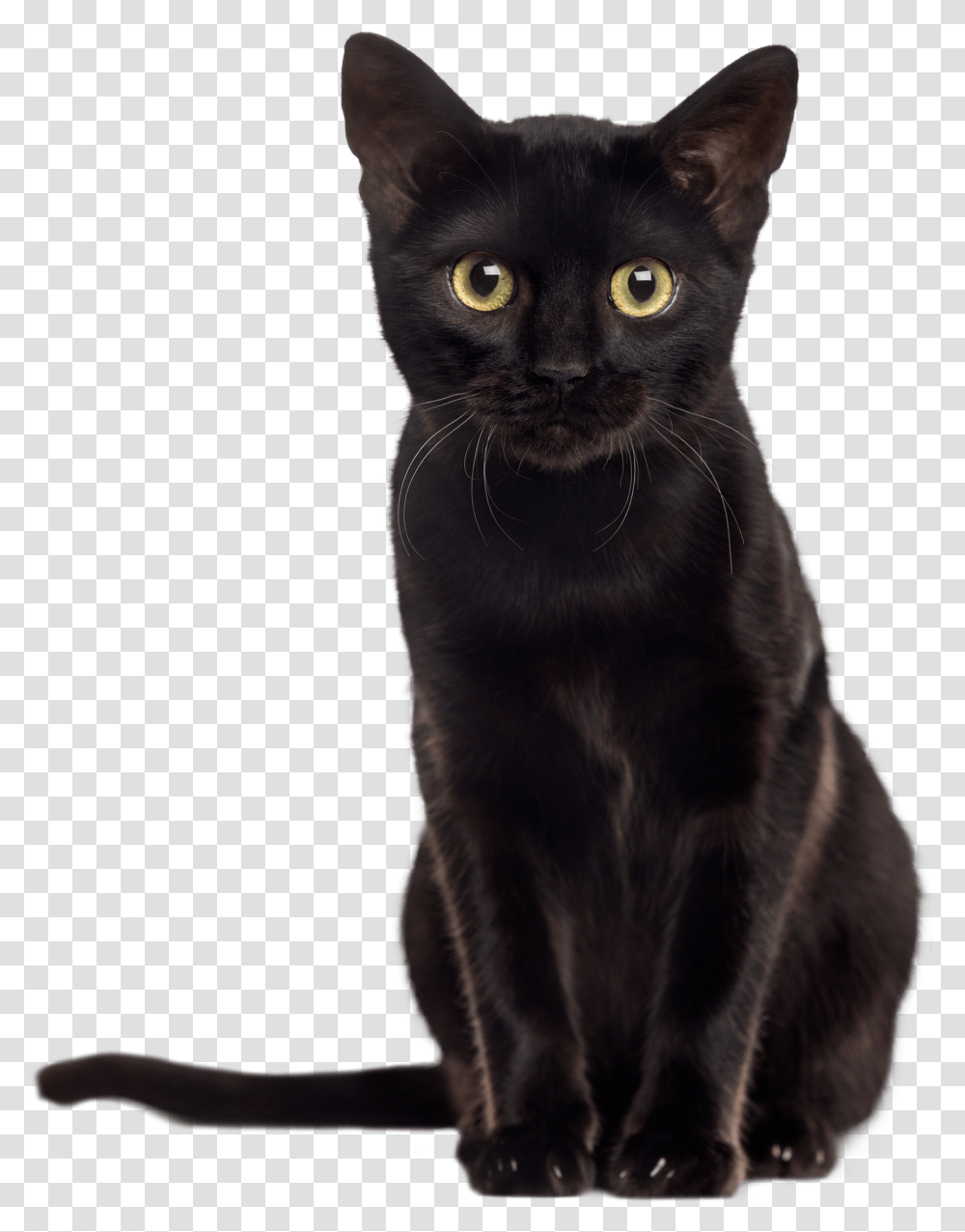 Black Kitten Black Kitten Images, Black Cat, Pet, Mammal, Animal Transparent Png