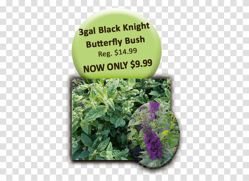 Black Knight Welcome To Bee Balm, Plant, Flower, Blossom, Outdoors Transparent Png