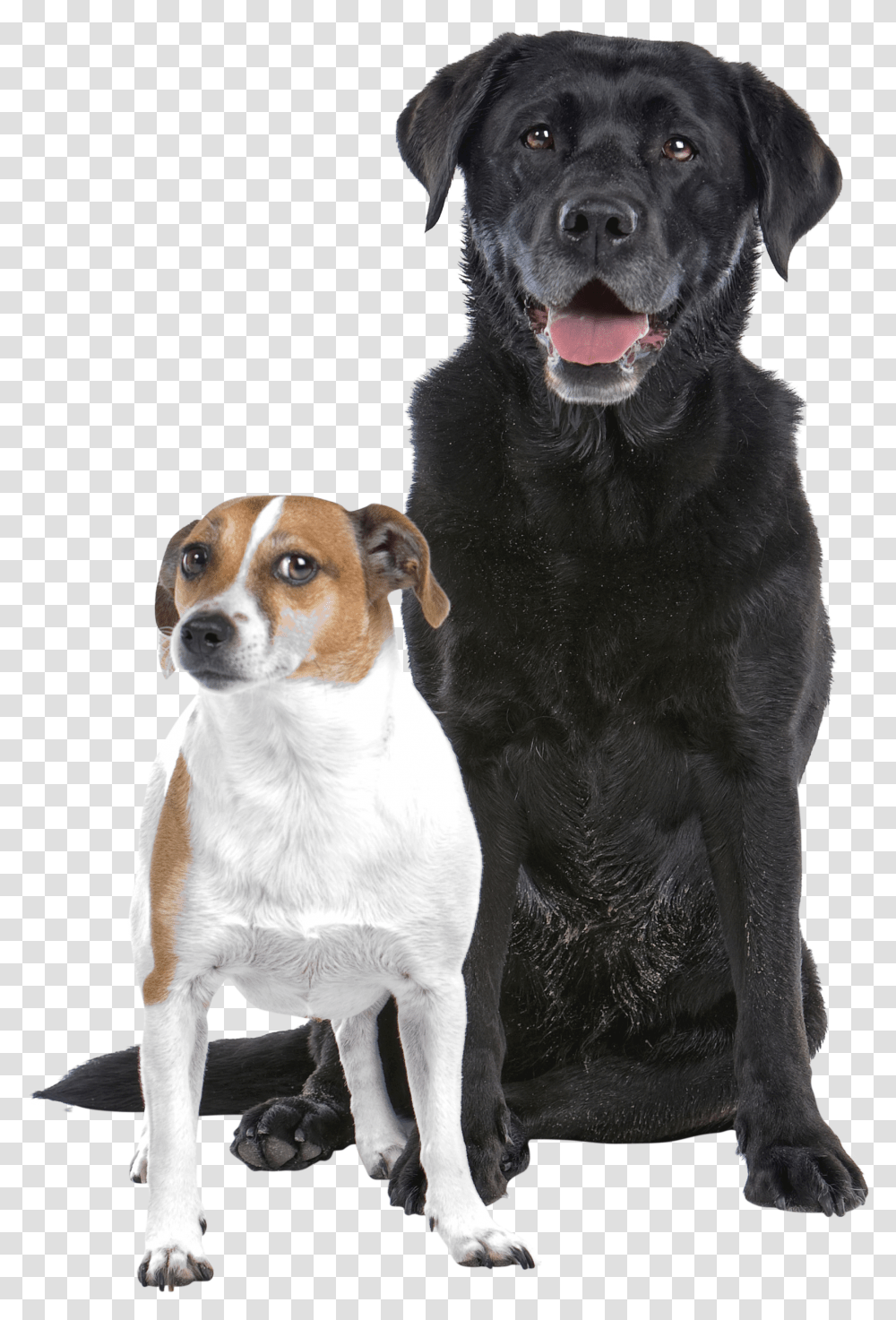 Black Lab And Jack Russell Transparent Png