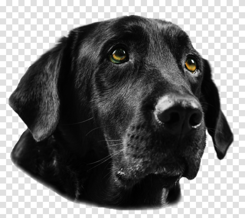 Black Lab Black Labrador, Dog, Pet, Canine, Animal Transparent Png