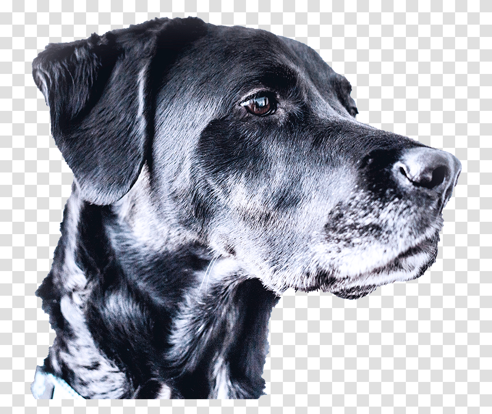 Black Lab, Dog, Pet, Canine, Animal Transparent Png