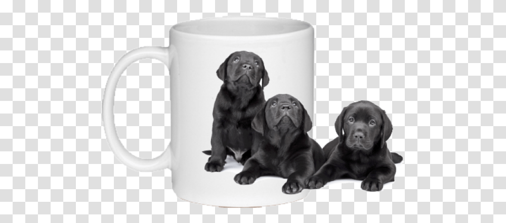 Black Lab Mug, Dog, Pet, Canine, Animal Transparent Png