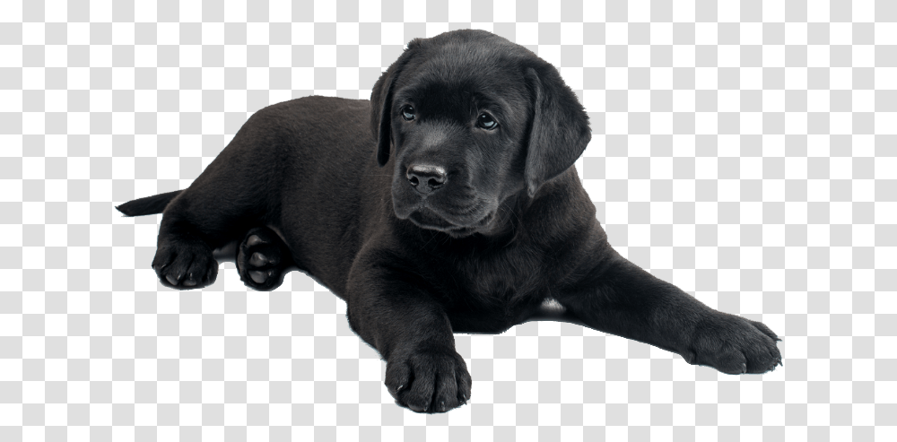 Black Lab Puppies, Labrador Retriever, Dog, Pet, Canine Transparent Png