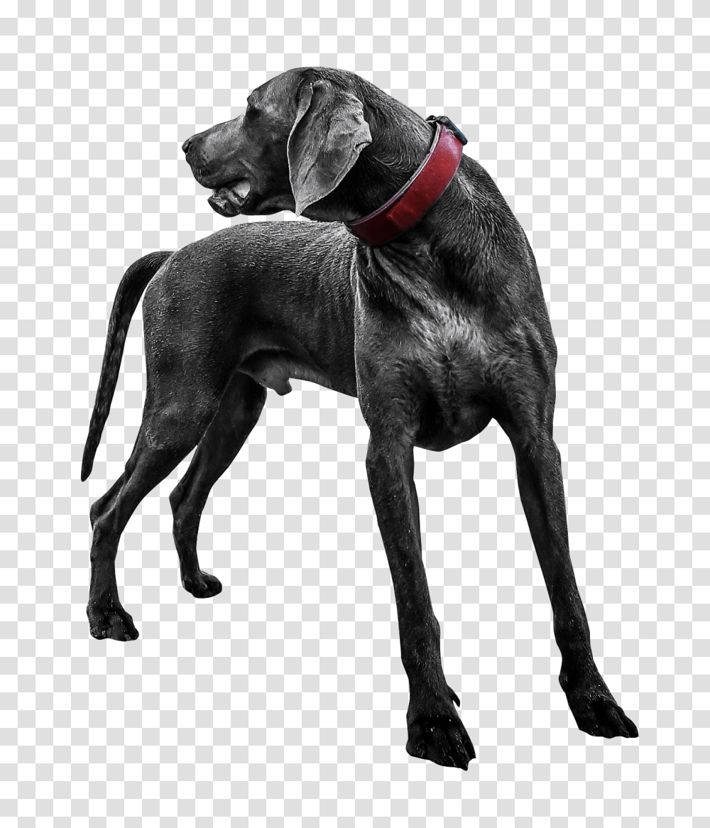 Black Labrador Dog Image, Pet, Animal, Canine, Mammal Transparent Png