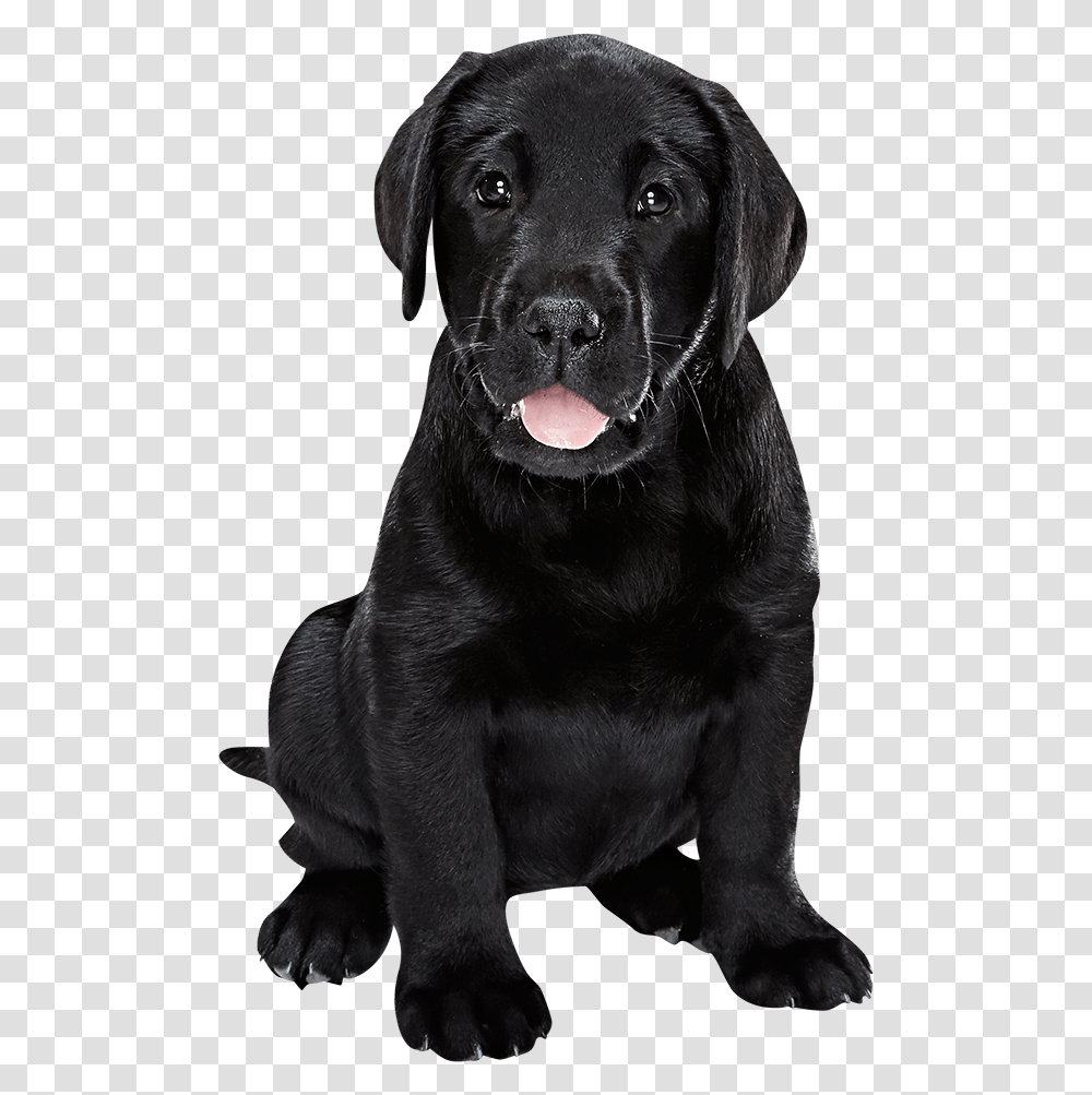 Black Labrador Puppy Black Labrador, Labrador Retriever, Dog, Pet, Canine Transparent Png
