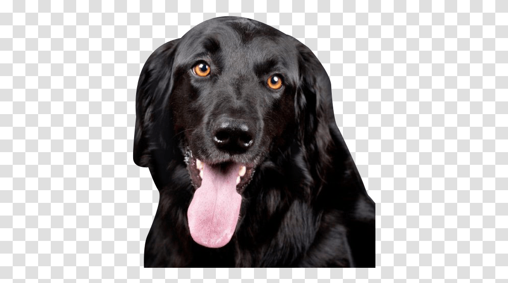 Black Labrador Retriever Black Lab, Dog, Pet, Canine, Animal Transparent Png