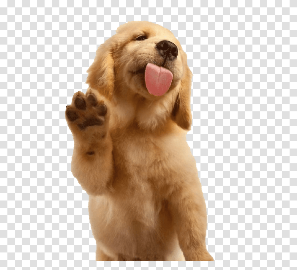 Black Labrador Retriever Golden Retriever Waving, Dog, Pet, Canine, Animal Transparent Png