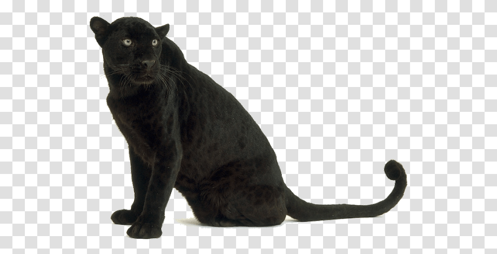 Black Leopard Images Black Panther Animal, Kangaroo, Mammal, Wallaby, Wildlife Transparent Png