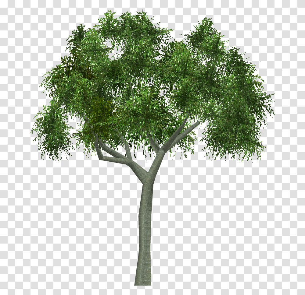Black Locust Tree, Plant, Cross, Leaf Transparent Png