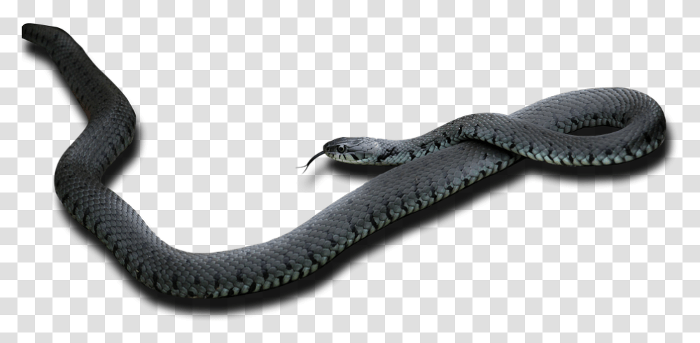 Black Mamba Black Mamba, Snake, Reptile, Animal, Cobra Transparent Png
