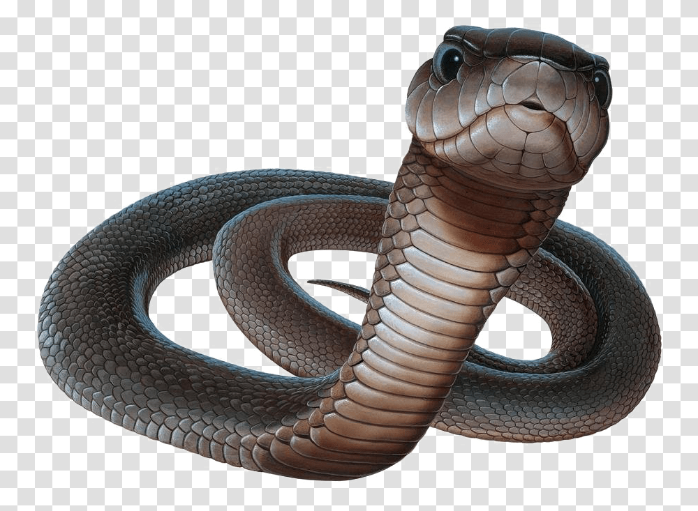 Black Mamba Black Mamba Snake, Reptile, Animal, Cobra Transparent Png