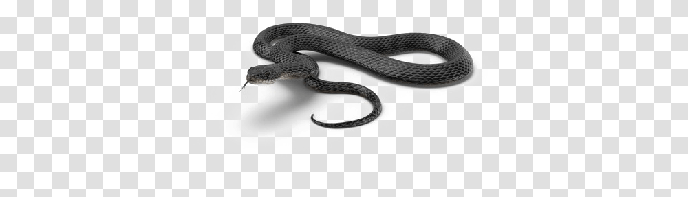 Black Mamba Snake Download Image Black Mamba Snake, Reptile, Animal, King Snake Transparent Png