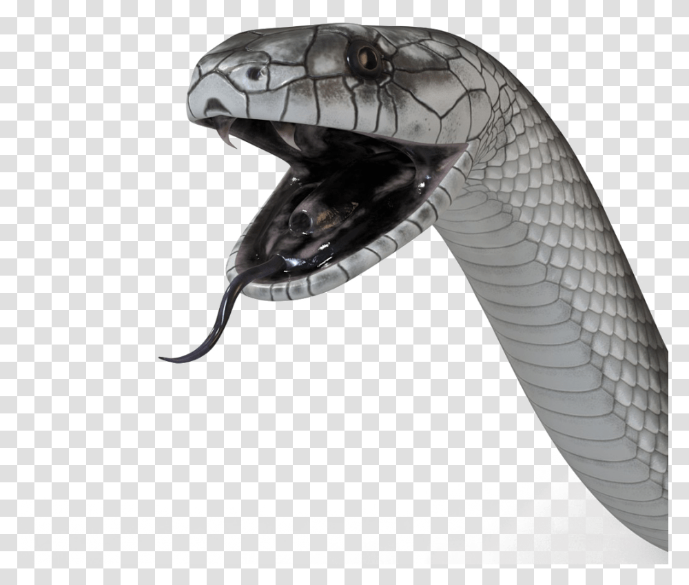 Чёрная мамба змея