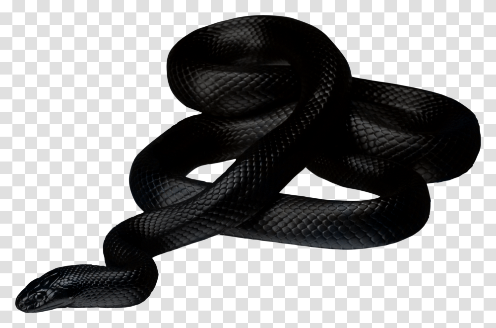 Black Mamba Snake, Reptile, Animal, King Snake Transparent Png