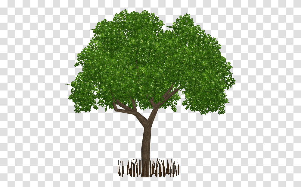 Black Mangrove Mangrove Tree, Plant, Maple, Tree Trunk, Cross Transparent Png