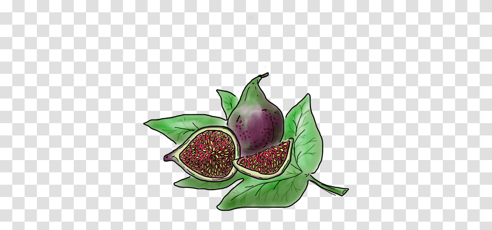 Black Mission Fig Superfood, Plant, Fruit, Pear, Bird Transparent Png