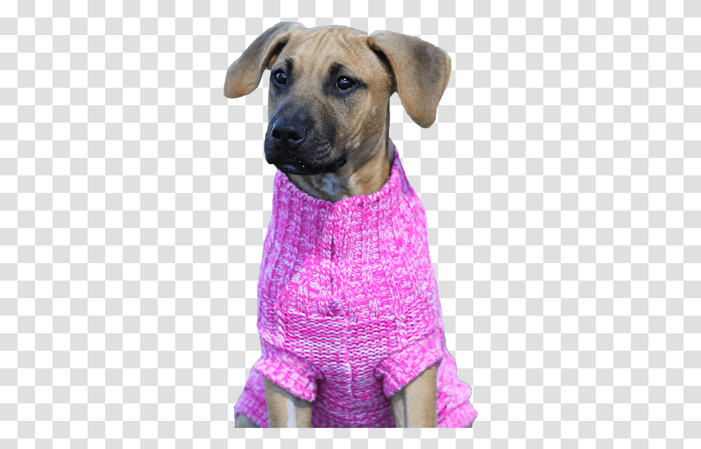 Black Mouth Cur, Apparel, Canine, Mammal Transparent Png