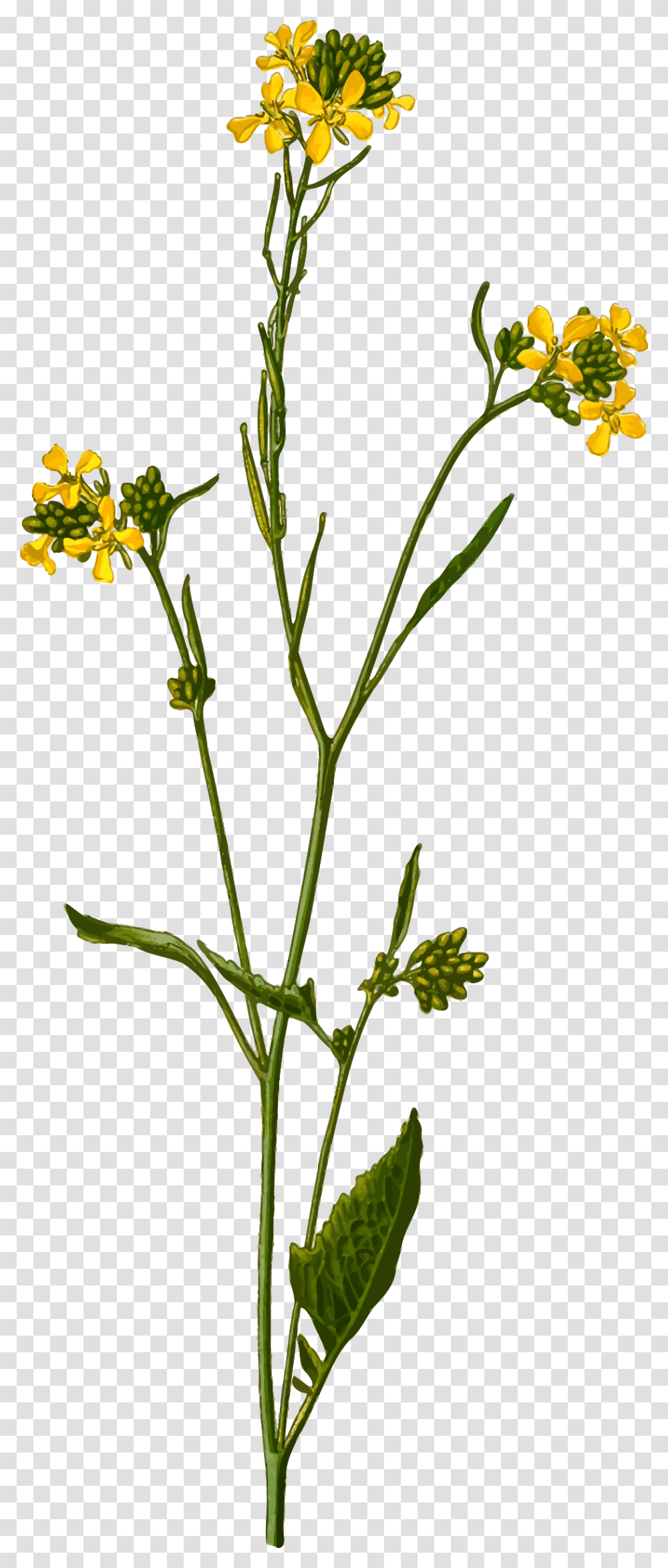 Black Mustard, Plant, Flower, Blossom, Acanthaceae Transparent Png