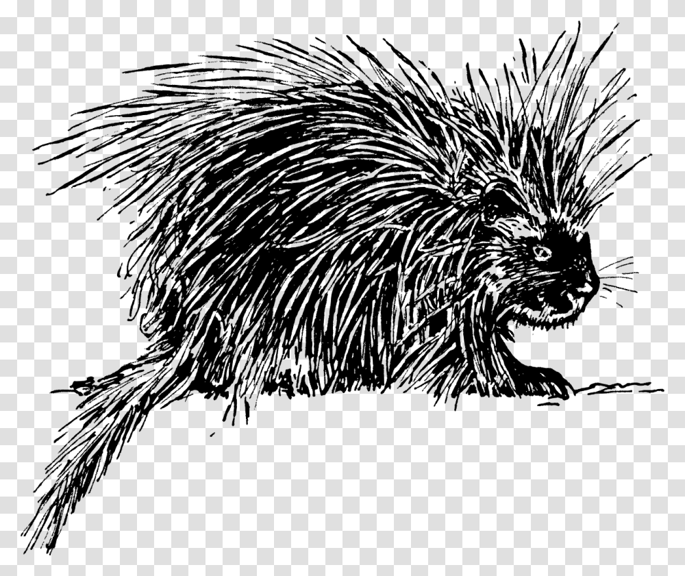 Black N White Porcupine, Gray, World Of Warcraft Transparent Png