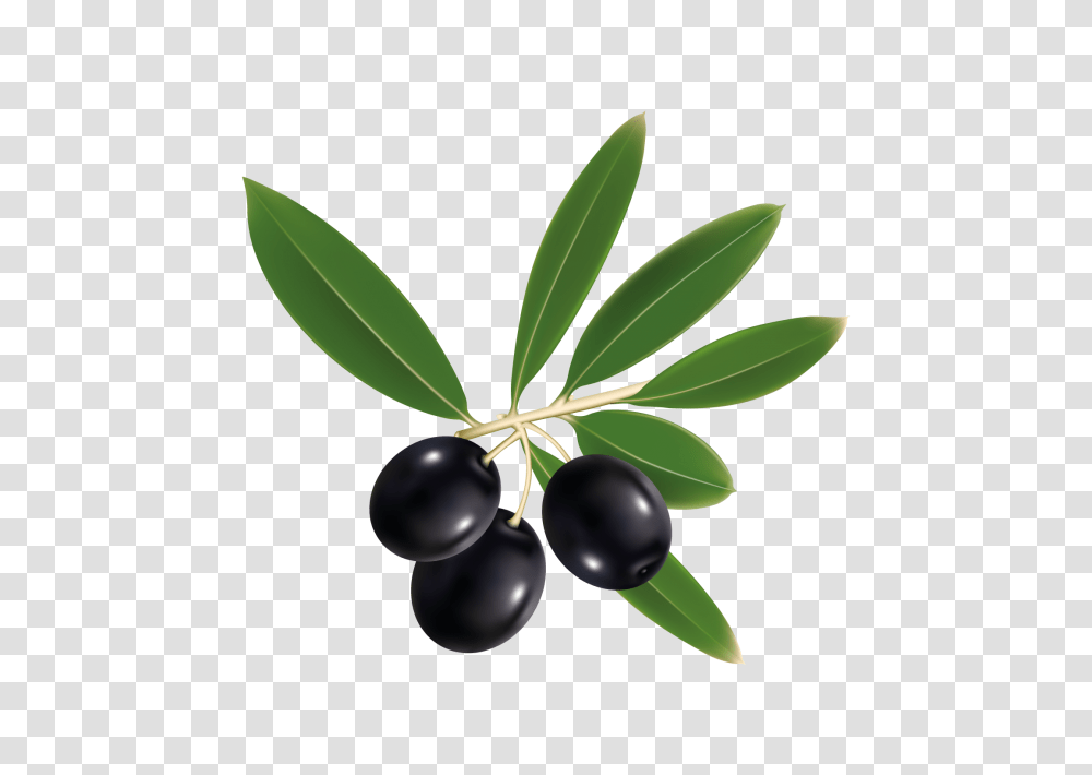 Black Olive Image, Plant, Fruit, Food, Leaf Transparent Png