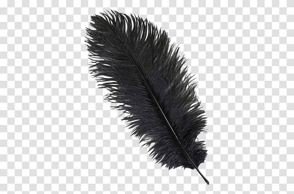 Black Ostrich Feather Plume Ostrich Feathers, Leaf, Plant, Bird, Animal Transparent Png