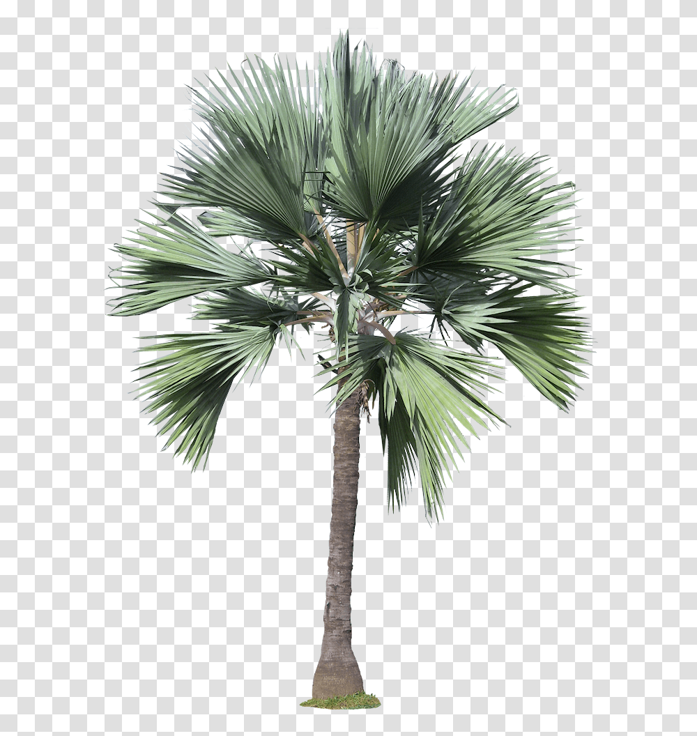 Black Palm Tree Jpg Black And White Free Tree Tree Architecture Palm, Plant, Arecaceae, Agavaceae Transparent Png