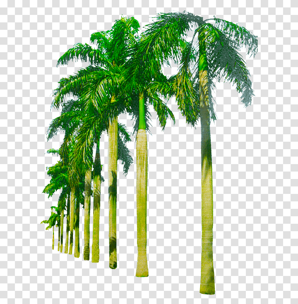 Black Palm Tree Palm Tree, Plant, Arecaceae, Vegetation, Bamboo Transparent Png