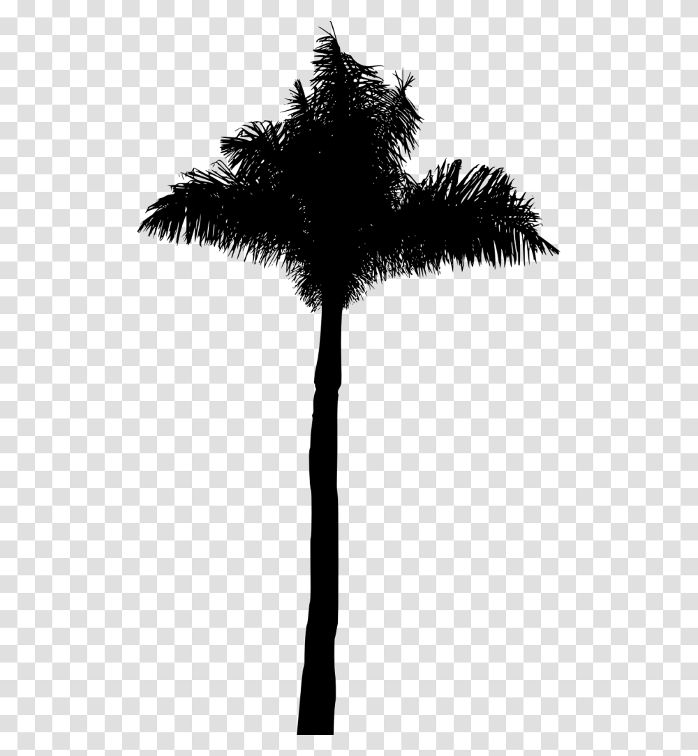 Black Palm Tree, Plant, Arecaceae, Silhouette, Bird Transparent Png