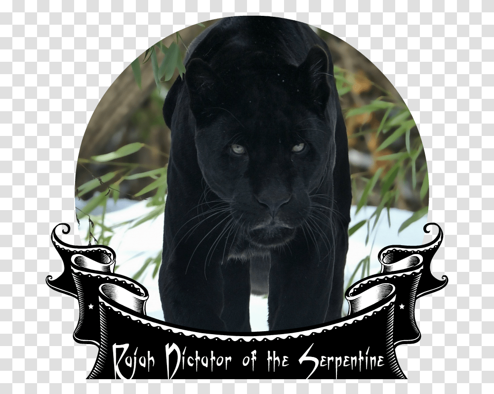 Black Panther Face Snow Walking Big Cat Winter Predator Panther Wallpaper Hd, Pet, Mammal, Animal, Wildlife Transparent Png
