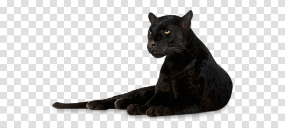 Black Panther Images Black Panther Animal, Wildlife, Mammal, Jaguar, Leopard Transparent Png