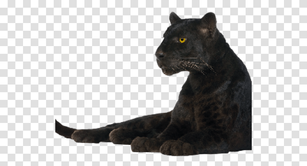Black Panther Images Panther Background, Wildlife, Mammal, Animal, Jaguar Transparent Png