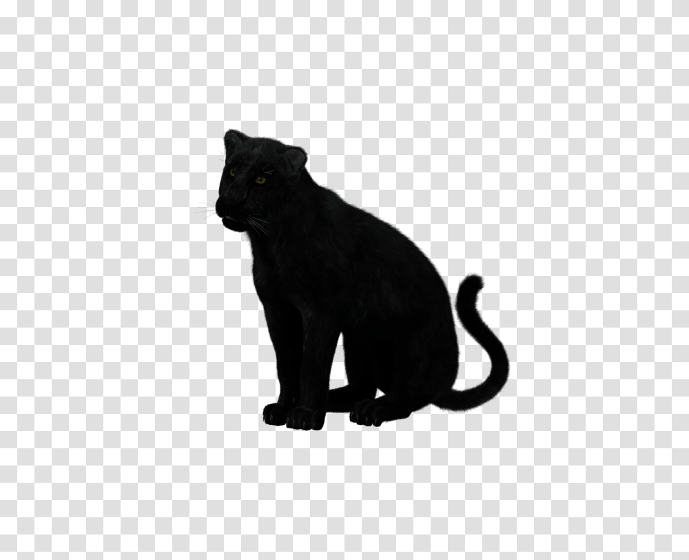 Black Panther Sitting, Animal, Black Cat, Pet, Mammal Transparent Png