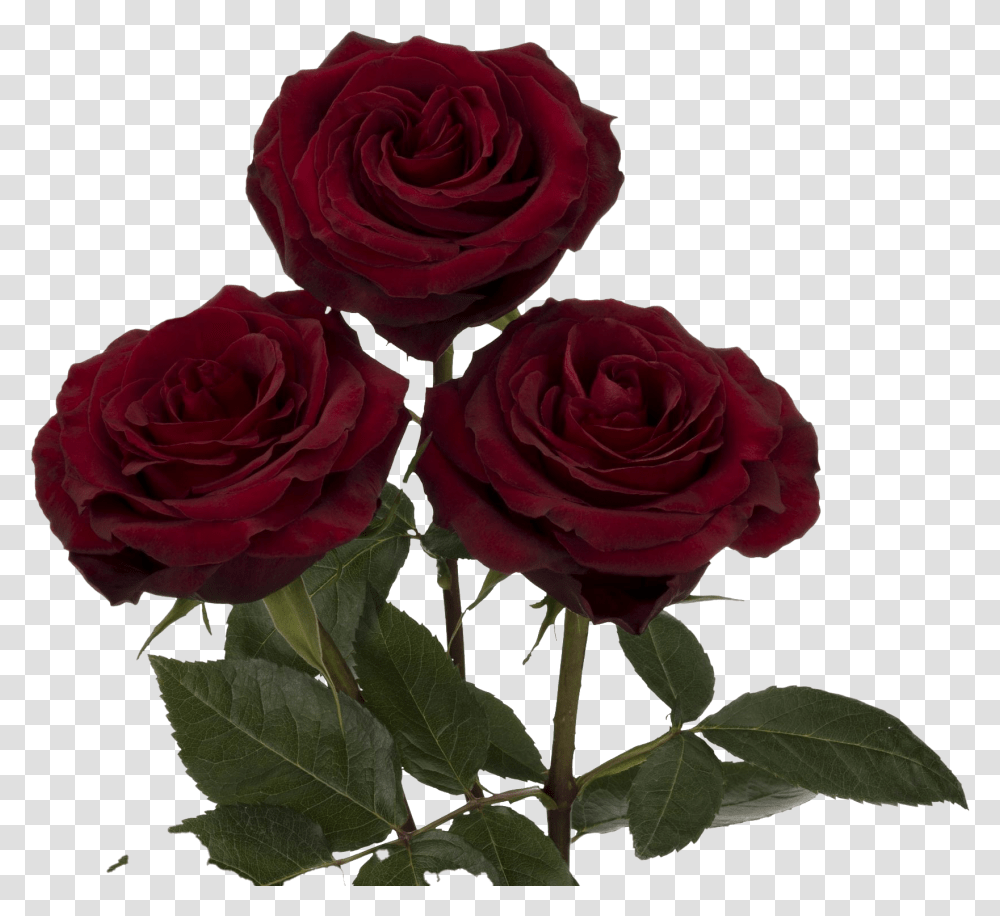 Black Pearl Rose Flower, Plant, Blossom Transparent Png