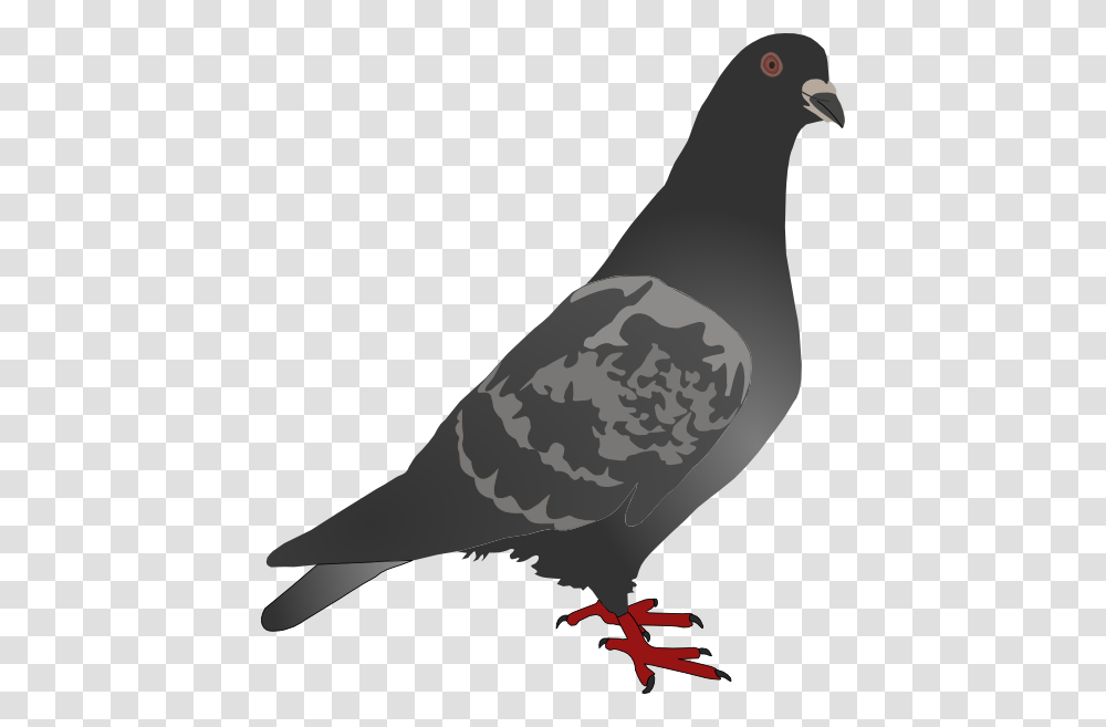 Black Pigeon Clip Art, Bird, Animal, Dove Transparent Png