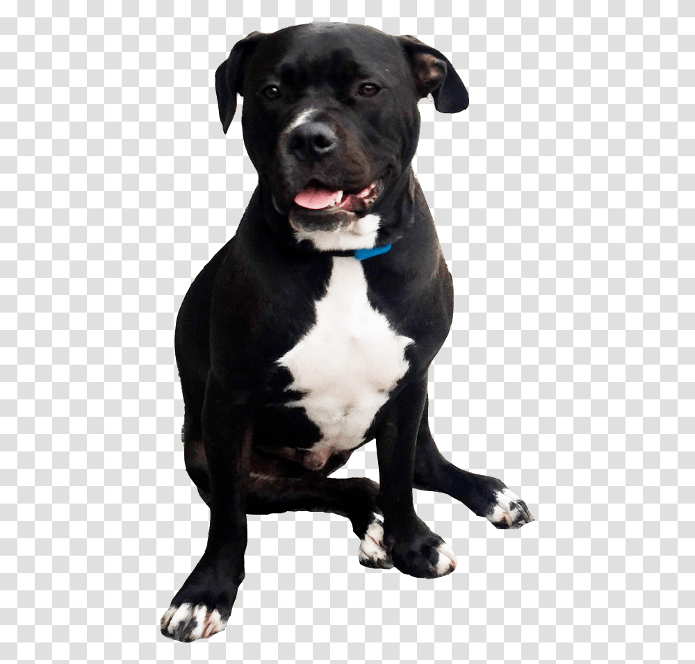 Black Pitbull Pitbull, Dog, Pet, Canine, Animal Transparent Png