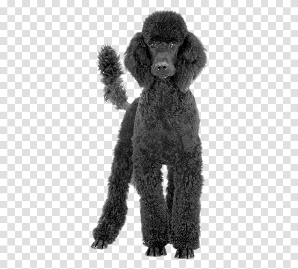Black Poodle Poodle Background, Mammal, Animal, Pet, Canine Transparent Png