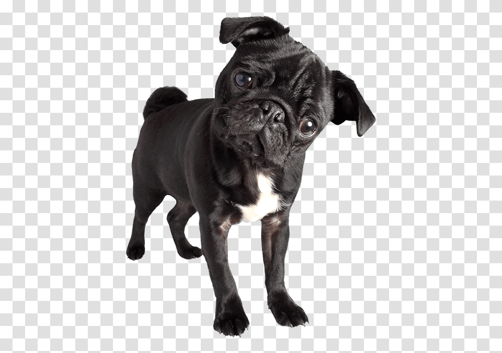 Black Pug Black Pug Images, Dog, Pet, Canine, Animal Transparent Png