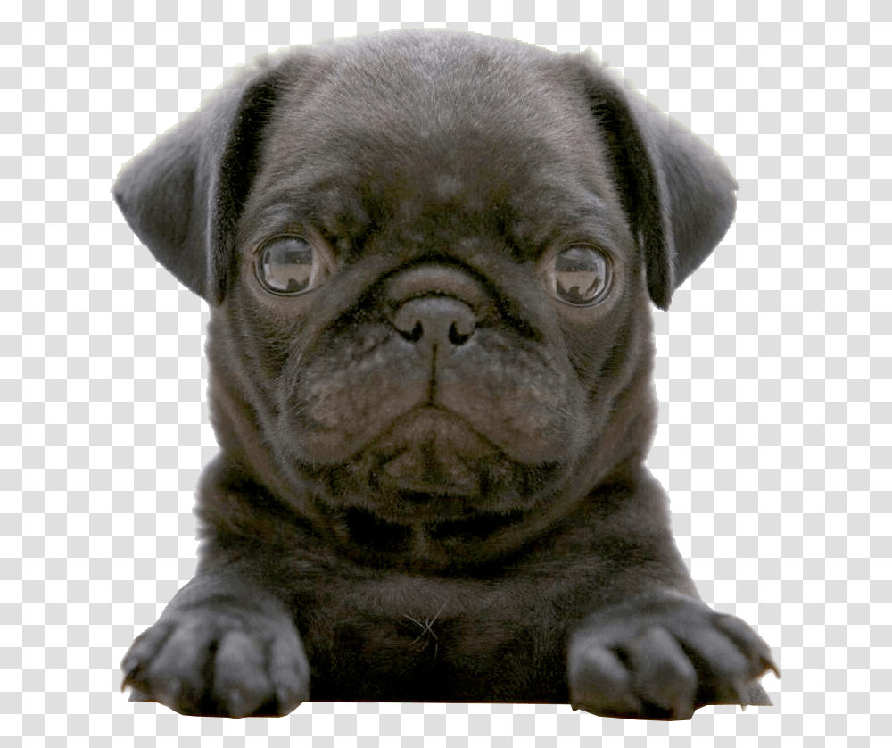Black Pug Wallpaper Weddingdressincom Black Pug Puppy, Dog, Pet, Canine, Animal Transparent Png