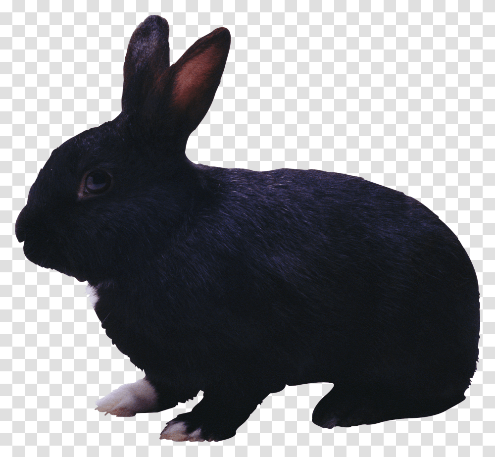 Black Rabbit, Rodent, Mammal, Animal, Bird Transparent Png