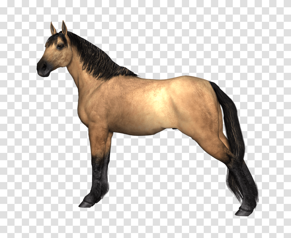 Black Race Horse, Mammal, Animal, Colt Horse, Stallion Transparent Png