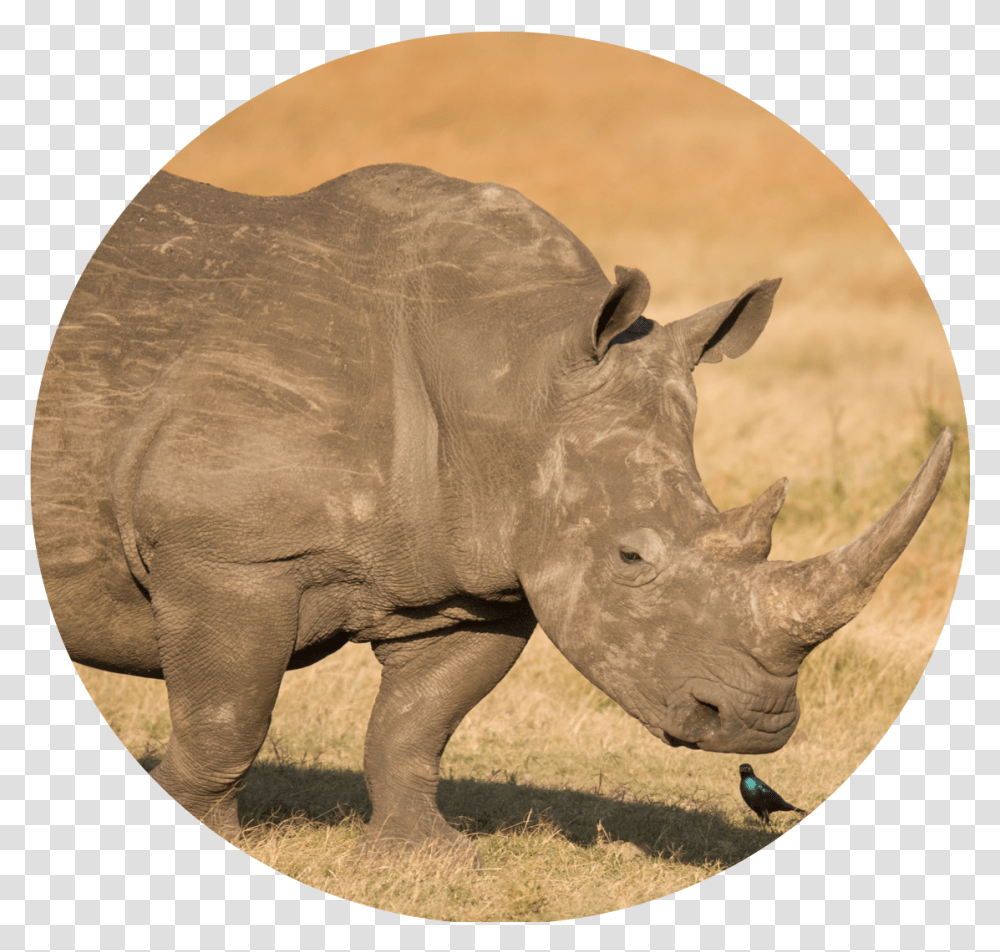 Black Rhinoceros Download Black Rhinoceros, Wildlife, Animal, Mammal, Elephant Transparent Png