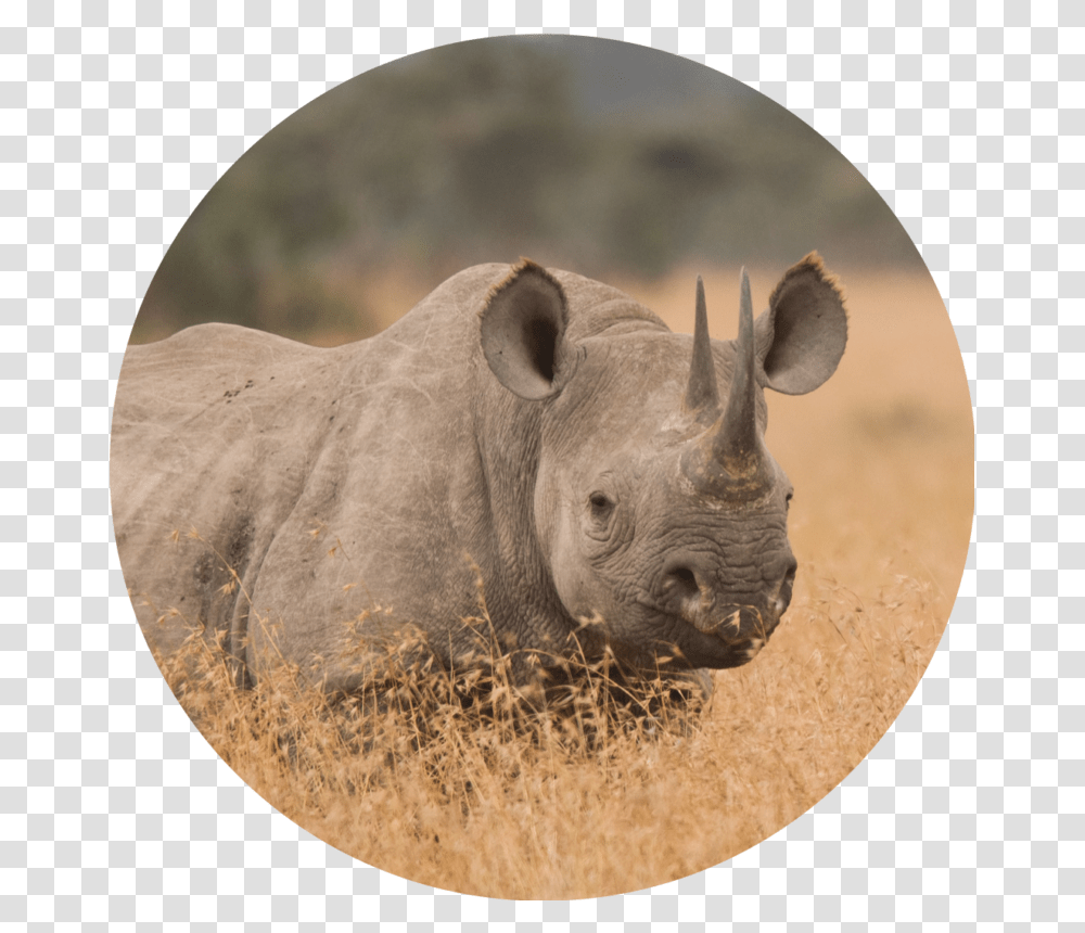 Black Rhinoceros, Wildlife, Mammal, Animal, Pig Transparent Png
