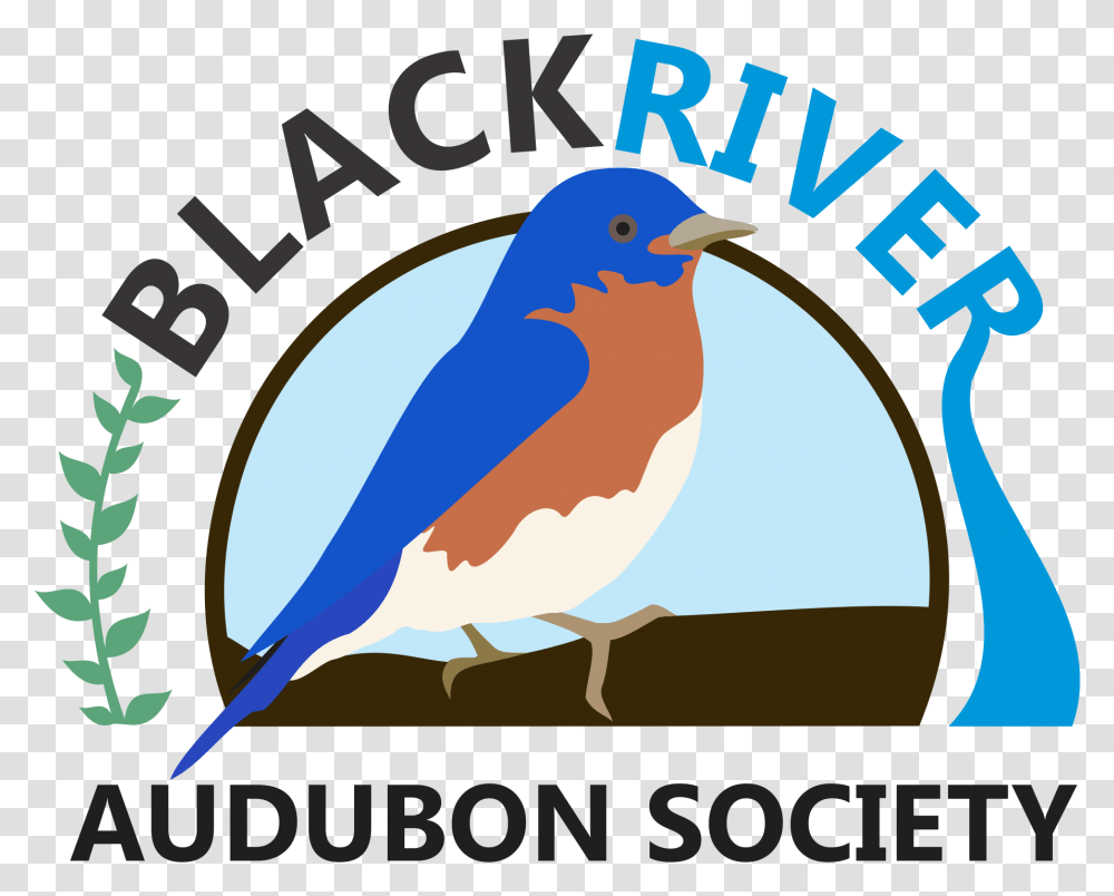 Black River Audubon Society Language, Bluebird, Animal, Jay, Poster Transparent Png